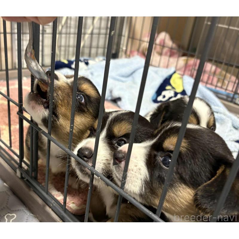 販売中の福岡県のウェルシュコーギーカーディガン-416739の2枚目